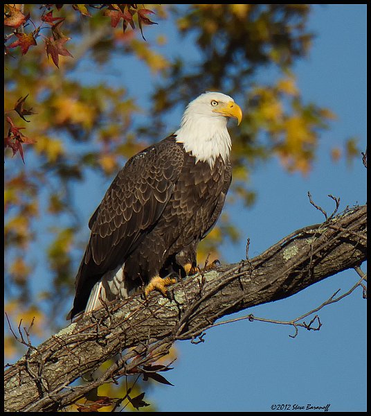 _2SB7044 bald eagle.jpg